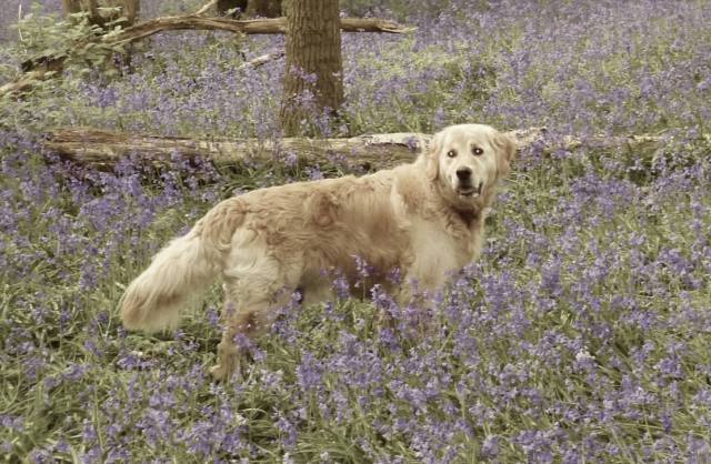 1052994_10151537036782106_1510783572_o